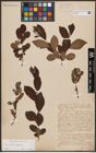 Foto von Salix aurita L. x Salix silesiaca Willd.